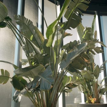 Tipolitografia Zardini3